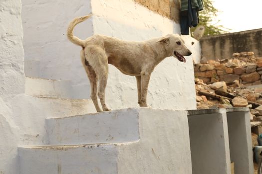 Street Dog at Rural area