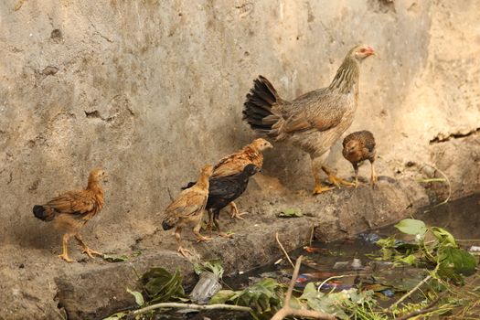 Hen feeding Chicks