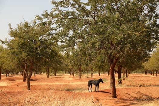 Rural area India