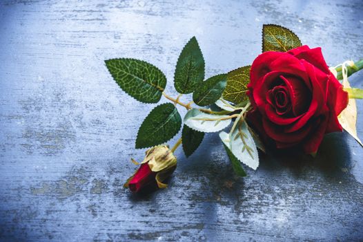 Red rose flower on rustic floor. Nature still life love romantic background theme. Wallpaper web banner design decoration for friendship and valentine’s day. Copy space room for text for massage.