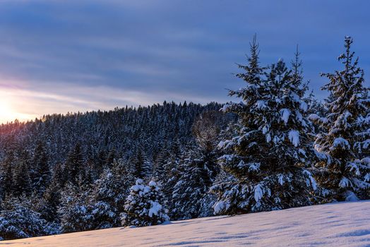 Winter mountain landscape - snow-covered spruce forest against a cloudy and colorful sky in the morning