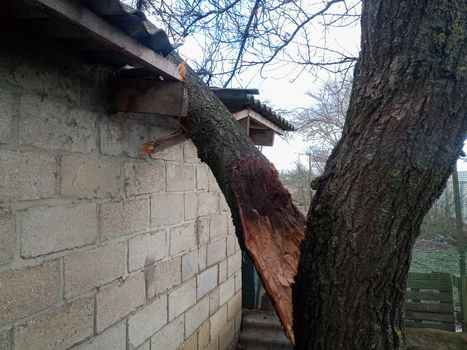 A windbroken apricot tree fell on the shed and broke the roof.