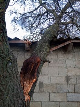 A windbroken apricot tree fell on the shed and broke the roof.