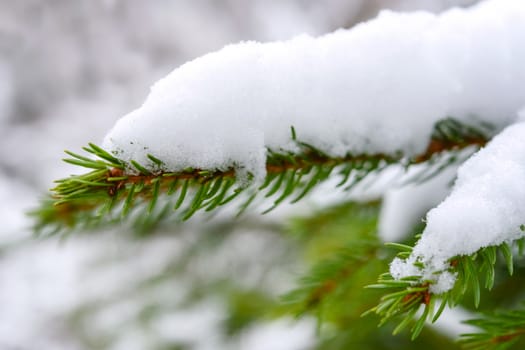 Green spruce branch covered with snow in close-up