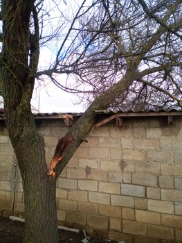 A windbroken apricot tree fell on the shed and broke the roof.