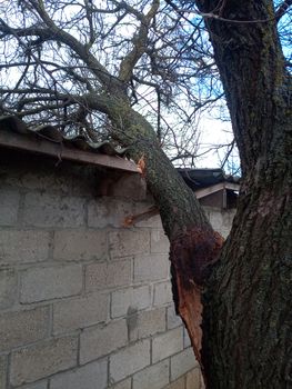 A windbroken apricot tree fell on the shed and broke the roof.