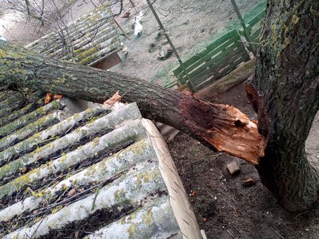 A windbroken apricot tree fell on the shed and broke the roof.