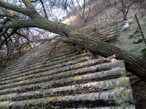 A windbroken apricot tree fell on the shed and broke the roof.