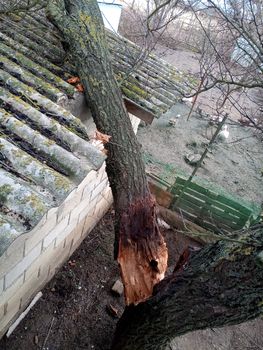 A windbroken apricot tree fell on the shed and broke the roof.