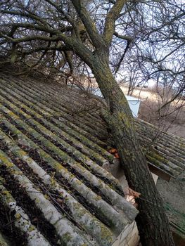 A windbroken apricot tree fell on the shed and broke the roof.