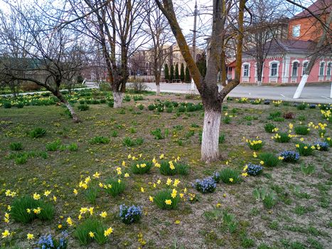 Flowerbed with spring flowers. Flowers in the park on the flowerbed.
