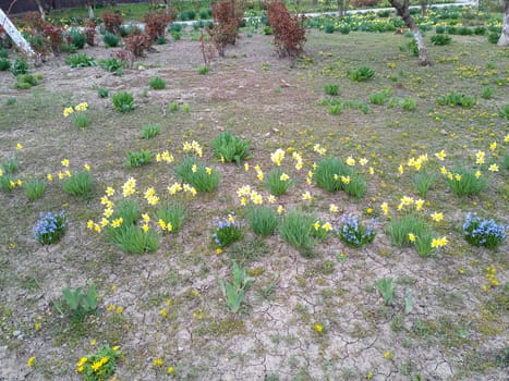 Flowerbed with spring flowers. Flowers in the park on the flowerbed.