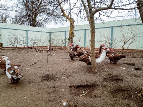 Musk ducks in the yard on dirty land. dirt stuck to the ducks.