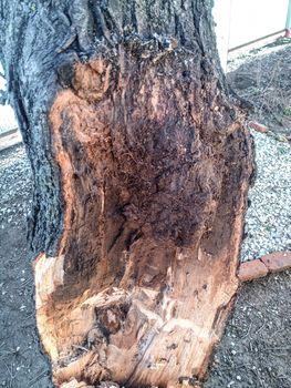 The site of the fault of the apricot tree trunk as a result of the storm.