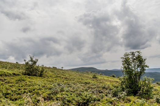 Road from Widelki to Tarnica through Bukowe Berdo in the Bieszczady Mountains in Poland