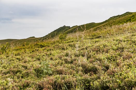 Road from Widelki to Tarnica through Bukowe Berdo in the Bieszczady Mountains in Poland