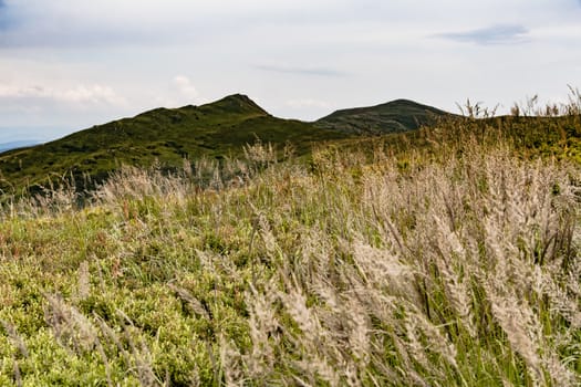 Road from Widelki to Tarnica through Bukowe Berdo in the Bieszczady Mountains in Poland