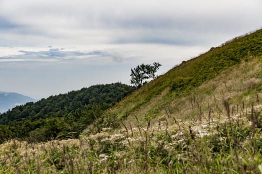 Road from Widelki to Tarnica through Bukowe Berdo in the Bieszczady Mountains in Poland