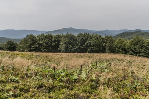 Road from Widelki to Tarnica through Bukowe Berdo in the Bieszczady Mountains in Poland