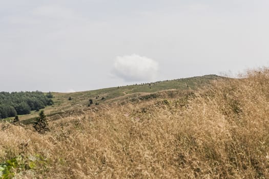 Road from Widelki to Tarnica through Bukowe Berdo in the Bieszczady Mountains in Poland