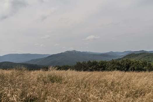 Road from Widelki to Tarnica through Bukowe Berdo in the Bieszczady Mountains in Poland