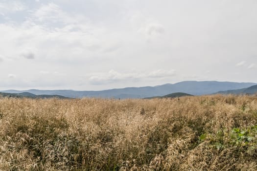 Road from Widelki to Tarnica through Bukowe Berdo in the Bieszczady Mountains in Poland