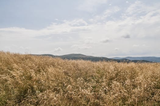 Road from Widelki to Tarnica through Bukowe Berdo in the Bieszczady Mountains in Poland