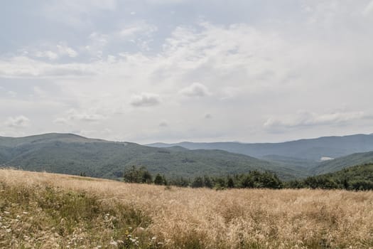 Road from Widelki to Tarnica through Bukowe Berdo in the Bieszczady Mountains in Poland