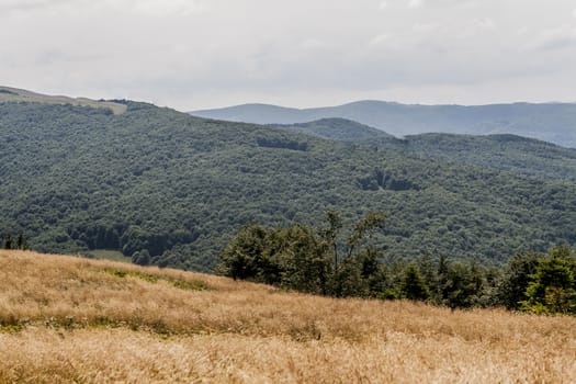 Road from Widelki to Tarnica through Bukowe Berdo in the Bieszczady Mountains in Poland