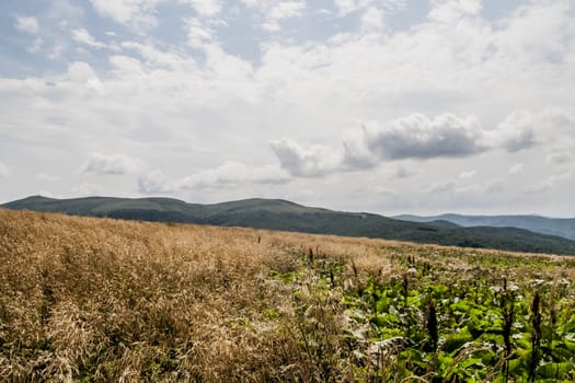 Road from Widelki to Tarnica through Bukowe Berdo in the Bieszczady Mountains in Poland