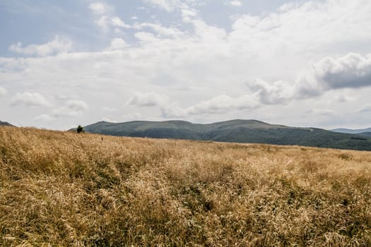 Road from Widelki to Tarnica through Bukowe Berdo in the Bieszczady Mountains in Poland