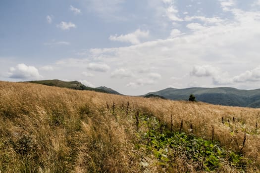 Road from Widelki to Tarnica through Bukowe Berdo in the Bieszczady Mountains in Poland