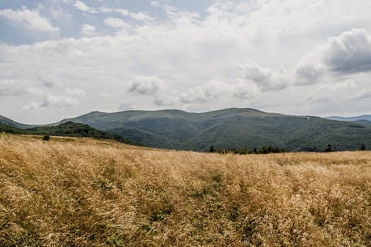 Road from Widelki to Tarnica through Bukowe Berdo in the Bieszczady Mountains in Poland