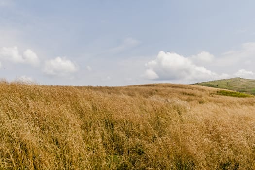 Road from Widelki to Tarnica through Bukowe Berdo in the Bieszczady Mountains in Poland