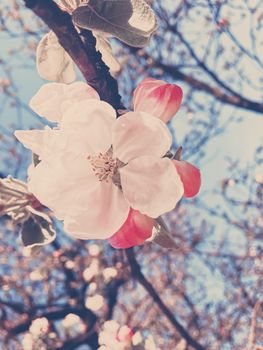 Blooming apple tree flowers in spring as floral background, nature and agriculture