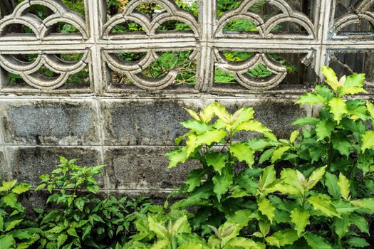 Freshness leaves of plant on the old and broken concrete wall