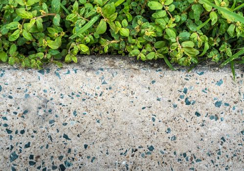 Rough surface texture of concrete pathway and green color of grass and weed