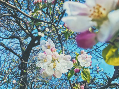 Blooming apple tree flowers in spring as floral background, nature and agriculture