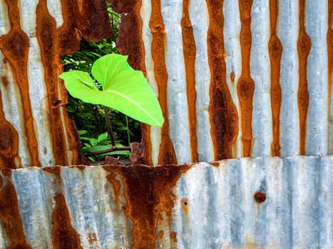 Morning glory and galvanized steel fence rust and corrosion