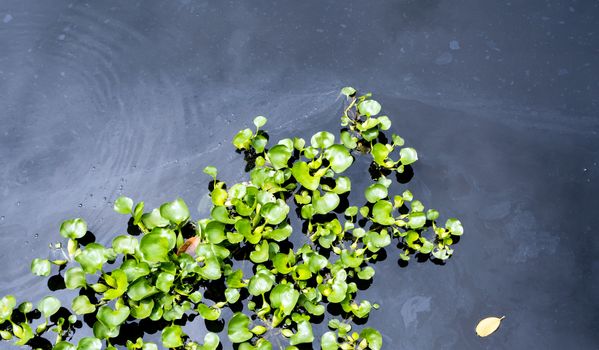 Top view of common water hyacinth floating on the wastewater surface of the drainage canal