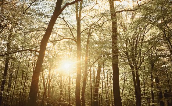 Spring forest landscape at sunset or sunrise, nature and environment