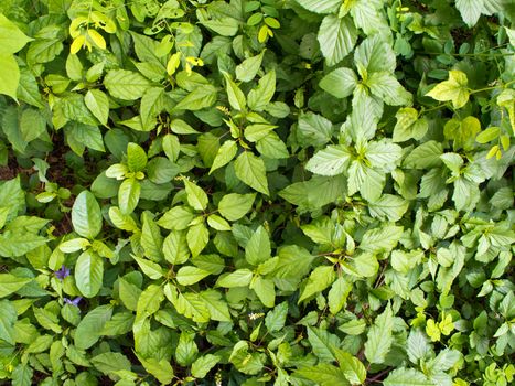 Leaves of weed as background or texture