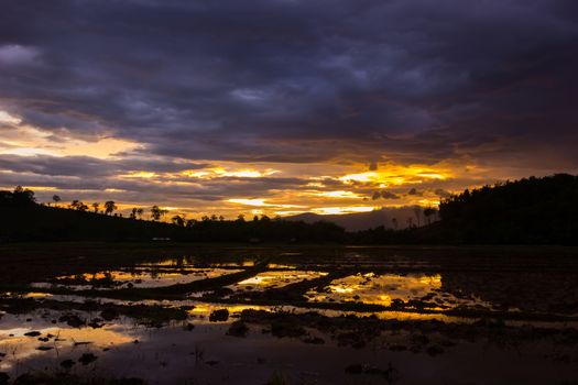 Rice field and sunset Background before raining in Thailand.