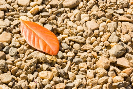 Pebbles and dry leaf in sunlight on the ground or footpath.