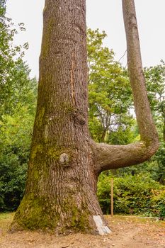 the original form of a Himalayan cedar,plant introduced in Europe for ornamental purposes in the 1800s