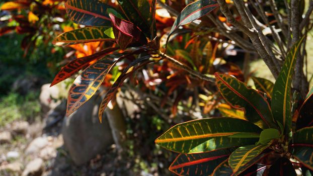 Croton, Variegated Laurel, Close up of Croton leaf, plant in thailand, Croton Leaves is a beautiful ornamental tree. Colorful Croton Leaves Background