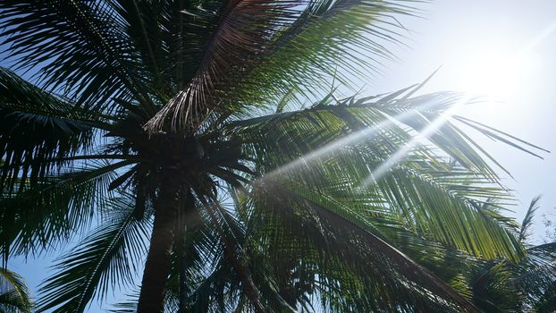 Beautiful tropical palm tree with coconuts. Bottom view