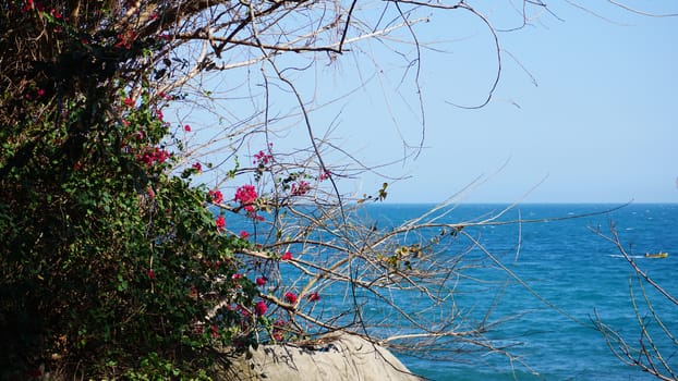 Pink flowers on a blue background. Dry three on the background of light blue sea.