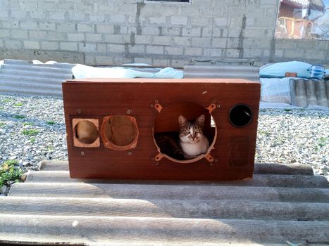 The cat climbed into the speaker housing. Case of the Acoustic vintage system amphiton 35ac-018 during restoration. Grinding and painting.