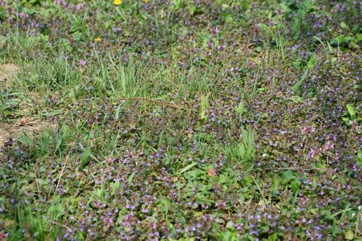 Flowering in the spring garden. carpet of flowers. Lamium purpureum